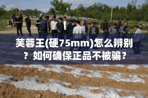 芙蓉王(硬75mm)怎么辨别？如何确保正品不被骗？